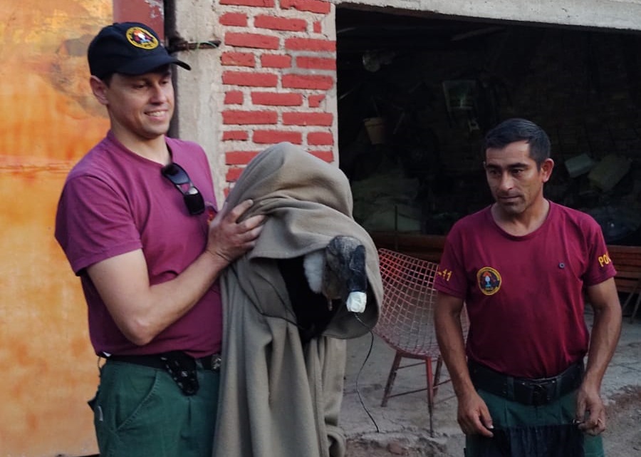 Lee más sobre el artículo Bomberos de la Policía rescatan un cóndor andino en Santa Rosa del Conlara