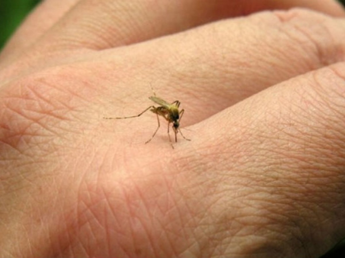 Lee más sobre el artículo Investigan un posible caso de dengue autóctono en San Luis