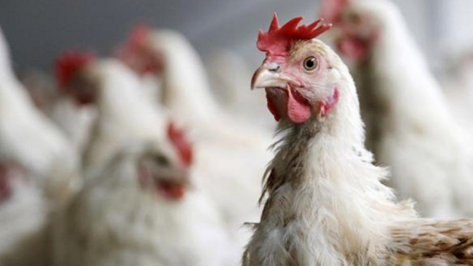 En este momento estás viendo SENASA detectó el segundo caso de gripe aviar en un campo de Villa de Merlo